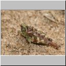 Tetrix ceperoi - Westliche Dornschrecke 02 11mm.jpg